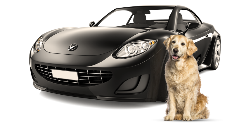 Car with golden retriever dog