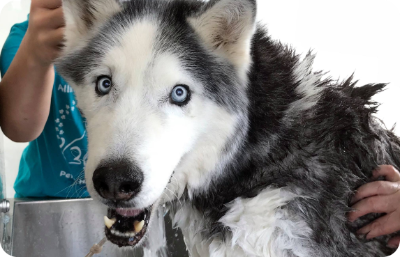 Happy husky getting washed